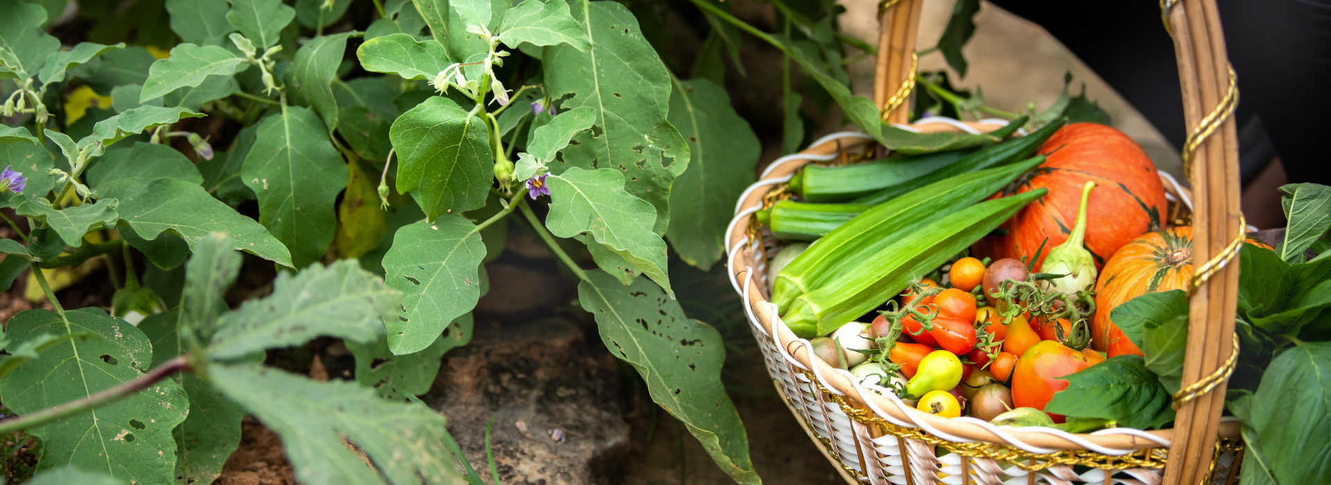 Read more about the article Five-Day Online Training on Kitchen Gardening: Learn at Home and Earn E-Certificate